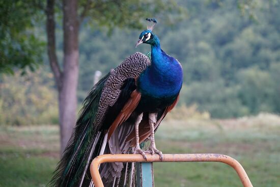 ein Pfau springt auf den Griff der Schubkarre