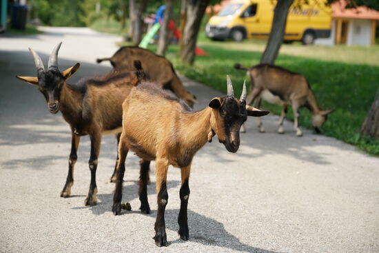 auch kleine Ziegen laufen hier frei herum