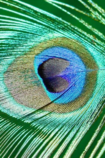 exotisches Schillern