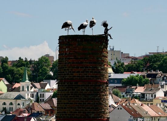 drei Störche hocken in Augenhöhe auf einem ausgedienten Schornstein
