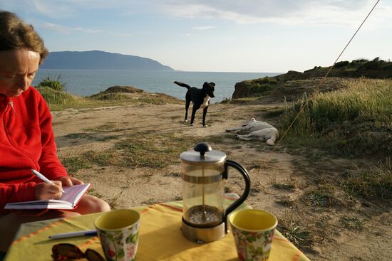 wir haben zwei wilde Hunde zu Besuch