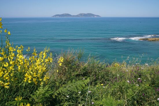 die Farben der Ginsterblüten wetteifern mit dem Blau des Meeres