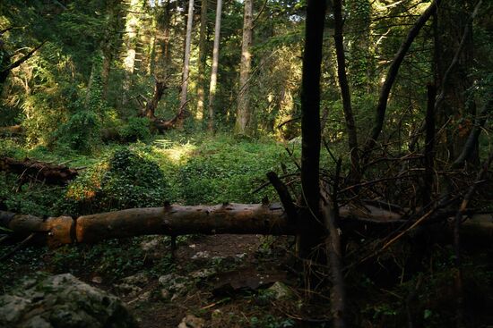 umgestürzte Bäume werden überklettert