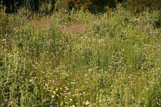 überbordende Bergblumenpracht