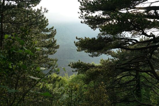 Kiefernriesen in variantenreichen Grüntönen