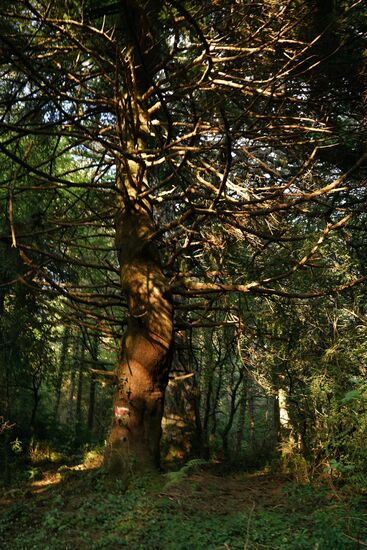 knorrige Fichten begegnen uns