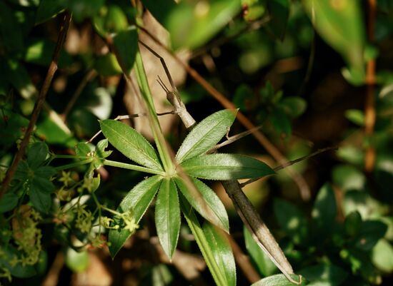 diese Stabheuschrecken sind in ihrem Umfeld kaum zu erkennen