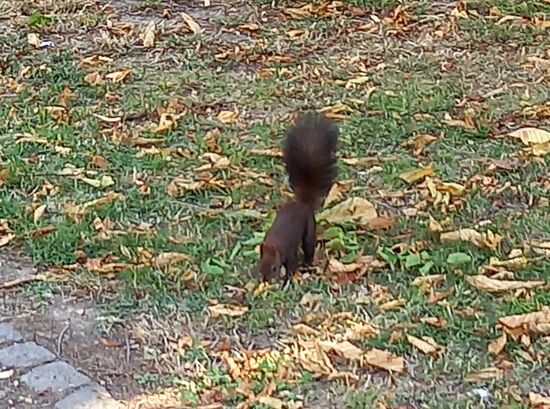 Eichhörnchen bei der Arbeit