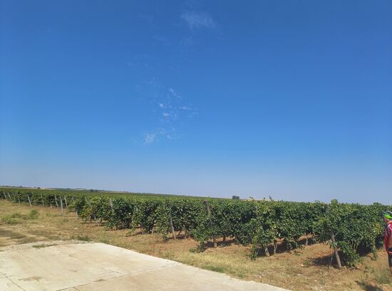 Weinstöcke in der Nähe von Koshava