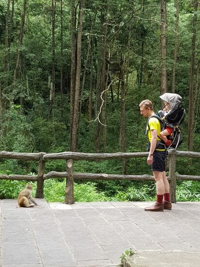 Annährung an die sehr zutraulichen Makaken im Wulingyuan Nationalpark