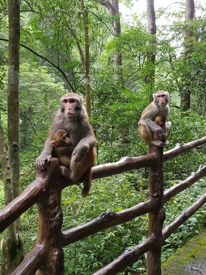 Makaken-Mamas mit ihren Babys
