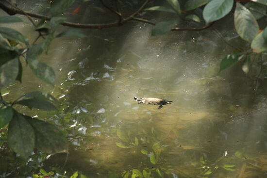 Wasserschildkröte im Teich
