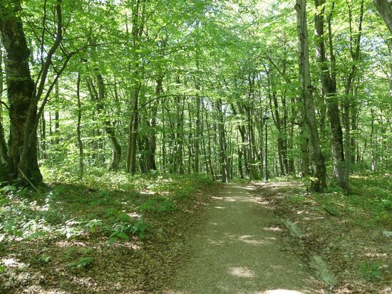 Mein Weg morgen zum Park --- gute Nacht