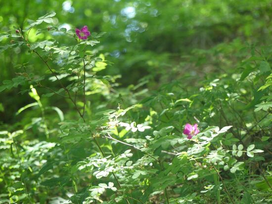 Es gab noch etwas anderes als Wasser