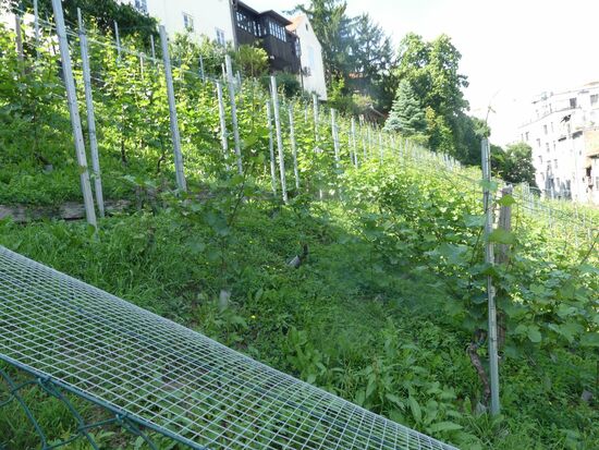 Weinanbau  mitten in Zagreb