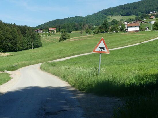 Irgendwie sehen die Kühe hier anders aus und das ist lt. Navi keine kleinste Straße