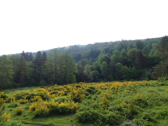 Heute gibt es viel Natur