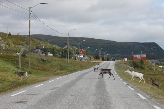 Selbst in und bei Ortschaften sind Rentiere anzutreffen. Also Vorsicht. Rentiere haben immer Vorfahrt!