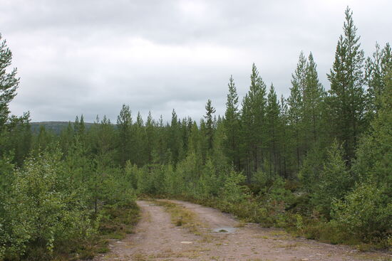 Immer weiter, nur durch den Wald. Auf Wegen, die es so in Deutschland nicht zum Fahren gibt.
Aber dann verlässt mich das Glück. Die Strecke ist nach gut 80 Kilometern plötzlich und unerwartet gesperrt. Also 32 km zurück des Weges und die nächste Verbindung zum Weiterfahren gesucht. Am kürzesten ist ein kleiner Abstecher über die Grenze zu Norwegen. Ca. 30 km auf norwegischen Boden würden nur einen kleinen Umweg von 120 Kilometern bedeuten. Gedacht und umgesetzt.
Es hätte so schön sein können, wenn der Grenzübergang nicht gesperrt gewesen wäre. Alle ankommenden Fahrzeuge und auch ich wurden von norwegischem Militär abgewiesen. Auch mein Argument, ich wolle ja nicht einreisen, nur ein kurzes Stück durchfahren, ließen sie nicht gelten. Grenzübergang zu! 
Feierabend mit der DISTL für heute? Was bleibt ist ein riesiger Umweg, geschätzt gut 300 Kilometer. Die Navis geben mir recht, 321 Kilometer sind es um die Strecke nach der Sperrung wieder aufzunehmen. Da der Tag noch jung und frisch (es regnet immer noch bei frischen 10 Grad) ist, werde ich diesen riesigen Umweg in kauf nehmen. Dazu dann die asphaltierten Straßen benutzen.