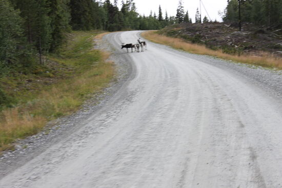 Die Strecke lässt sich immer besser fahren und es wird der Tag der Tiere. Ich habe jeweils zweimal Rentiere auf der Straße und auch einen Hirsch mit Rehen gesehen.