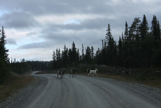 Einen Elch leider noch nicht. Erreiche am späten Vormittag die Baumgrenze und mein Höhenmesser zeigt 1000 Meter an. Die Bäume werden immer kleiner und sind dann verschwunden. Zum ersten Mal erreiche ich die schwedische Tundra, den Fjell.