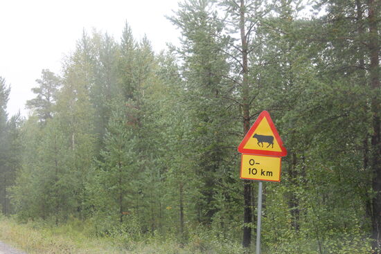 Am Nachmittag fällt mir ein besonderes Verkehrsschild auf ... Kühe!?!