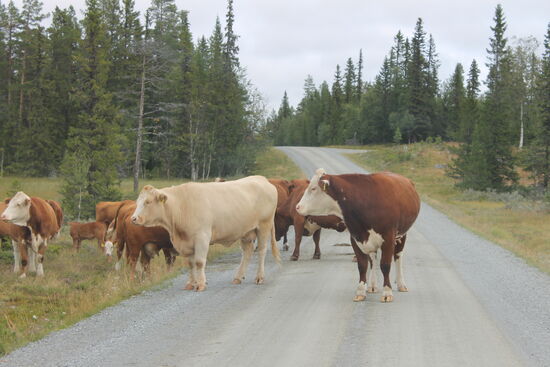 Später dann die Überraschung. Hier stehen tatsächlich Kühe auf der Fahrbahn. Mutterkühe mit ihren Kälbern. Erst nach einigen zureden lassen sie mich vorbei. Es hätte wohl etwas schneller gehen können, wenn die Leitkuh deutsch verstanden hätte. 
Im Vorbeifahren hat sie mir noch einen kurzen Gruß mit dem Schwanz auf die Tür gegeben. Habe erst überlegt zu rückzusetzen und mich zu bedanken. Habe es aber bleiben gelassen.