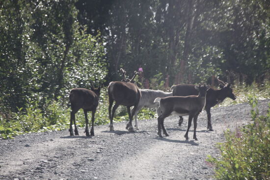Auf der Rückfahrt mal wieder Rentiere auf der Straße, dieselben Tiere wie auf der Hinfahrt. Was wollen die immer auf den Straßen? Darauf konnte mir Michael auch keine echte Antwort geben, nur eine Vermutung: in den Genen der Rentiere muss sich wohl ein Gen für Selbstmord befinden.