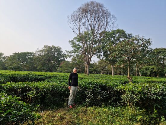 Teeplantage im Terai