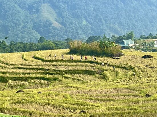 hier wird noch der Rest von Reis abgeerntet!Die Ernte ist ca seit einem Monat vorbei.