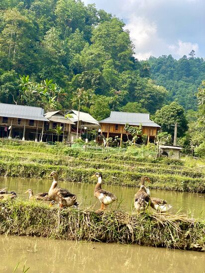 wahrscheinlich landete eine von denen im Kochtopf :-0
