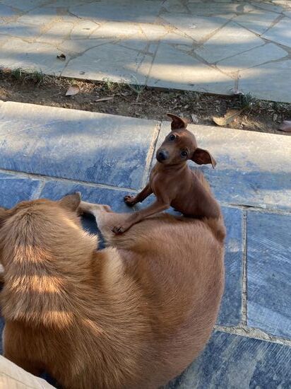 Immer dabei wenn es um‘s Essen geht 
