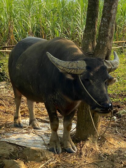 und natürlich die Wasserbüffel die ja in Vietnam für Reichtum stehen