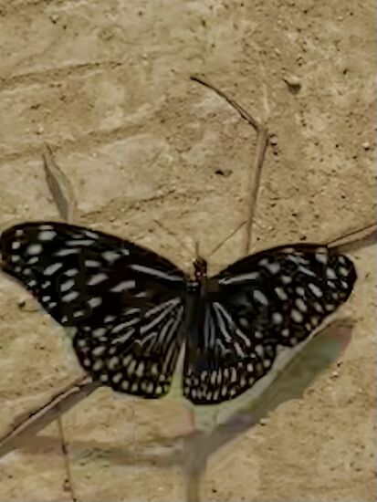 unglaublich viele Schmetterlinge. Leider habe ich die bunten nicht erwischt, die waren schneller als ich bereit war wieder weg 