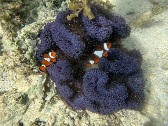 unsere kleinen Freunde, die Clownsfische, waren wirklich niedlich und gar nicht scheu