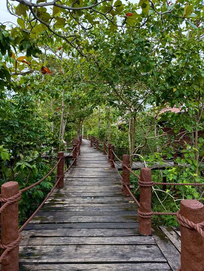 alles wunderschön grün inmitten von Mangroven und Palmen