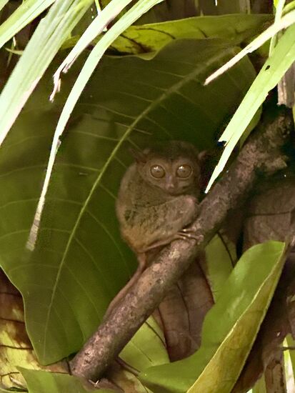 die kleinen Tarsier  Äffchen oder auch Koboldmakis