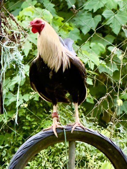 Kampfhähne 
In nahezu allen Staaten der westlichen Welt sind Hahnenkämpfe aus Gründen des Tierschutzes oder wegen Wettverboten untersagt. Ausnahmen sind einige Länder Zentral- und Südamerikas und die Philippinen.
Ja wie furchtbar…….auch da werden wir lieber nicht weiter berichten.
Der Hahnenkampf zählt auf den Phillipinen immer noch als wichtiger Nationalsport