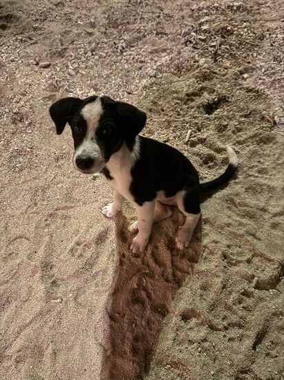 bei dem Blick kann man ja nicht wiederstehen 