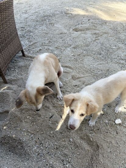 leider gibt es unzählige dieser (süßen)Strassenhunde