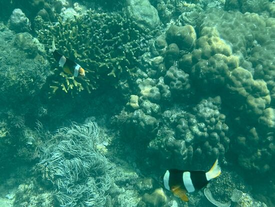eine wunderschöne Unterwasserwelt mit herrlichen Rffen