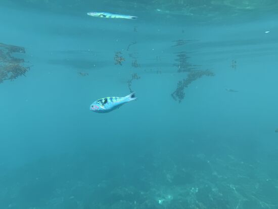 naja, wir müssen das mit der Unterwasserfotografie noch üben.