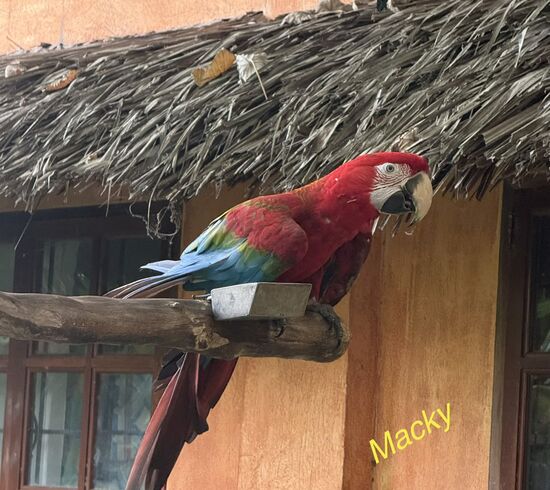 Abschied nehmen von Siquijor!
Der  tanzende Hauspapagei Macky verabschiedet sich mit einem Tänzchen von uns.