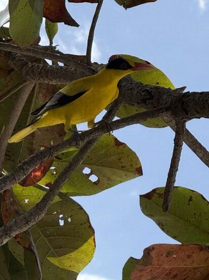 aber auch über Wasser faszinierende Geschöpfe