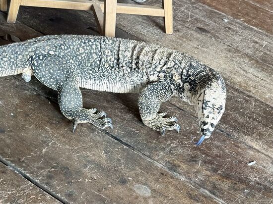 unsere Freunde hier auf der Insel sind Bindenwarane