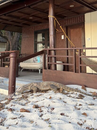 bis zum Bungalow kommen die neugierigen Geschöpfe. Sie sind allerdings sehr scheu und verkriechen sich wieder recht zügig. Man sollte trotzdem vorsichtshalber die Türe schließen 