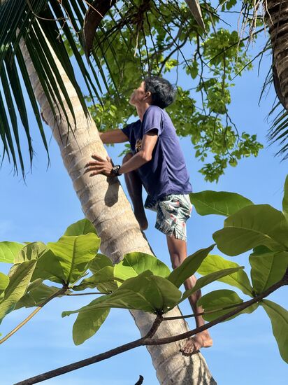 Chris holt uns ein paar Kokosnüsse von der Palme