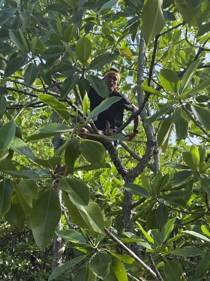 Chris sitzt öfter mal in einer Mangrove und erschreckt die Leute 