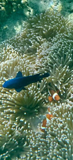 Findet Nemo
der süße Clownsfisch