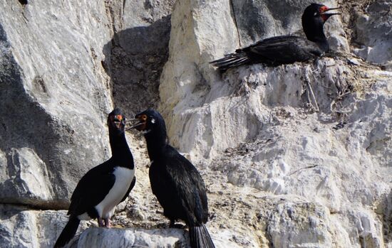 die süßen Kormorane sind überall auf den kleinen vorgelagerten Inselchen